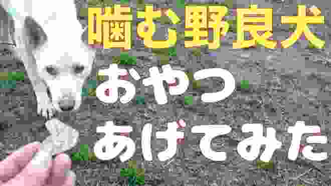 保健所から来た噛む野良犬 手からオヤツあげてみたら…