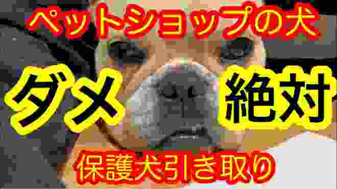 【殺処分】ペットショップの実態。全てのフレブルと子犬を守るには？ペットショップで犬を飼うことはパピーミルを支援するということ。Frenche puppies