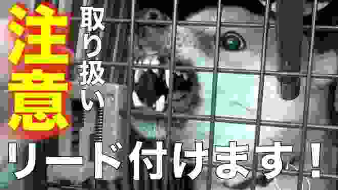 凶暴❗️噛む柴犬をクレートから出してリード付けます