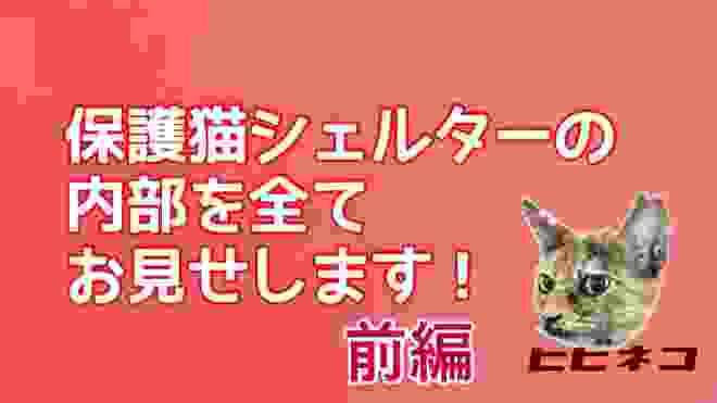 保護猫シェルターの内部を全てお見せします！(前編)