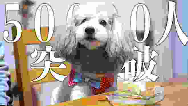 🐶祝チャンネル登録者５万人突破！！愛犬とケーキでお祝い！【トイプードルのグリィ】【犬】【dog】【toy poodle】
