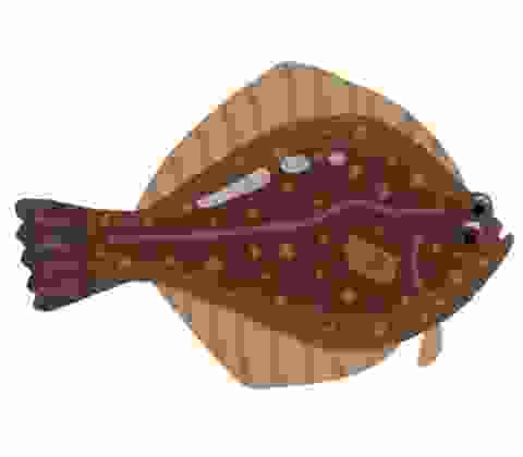 三大・刺身で食べることが珍しい魚