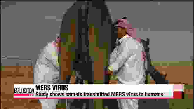 MERS spreads from camels to humans study