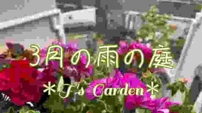《3月の雨の庭》ガーデニング＊花いっぱいの庭づくり《T's Garden》