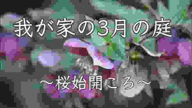 【ガーデニング】我が家の3月の庭～桜始開～ March garden of my home living in Japan