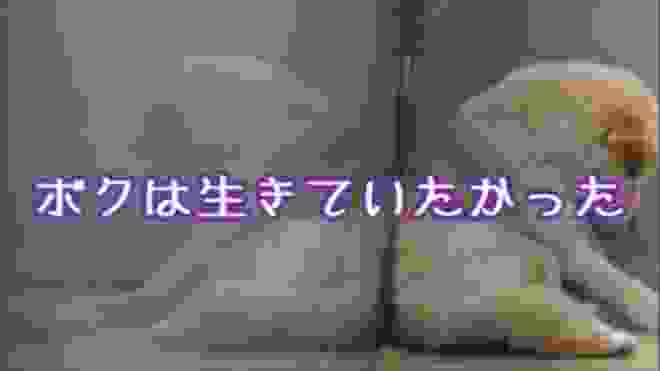 【涙腺崩壊】ボクは生きていたかった【殺処分】