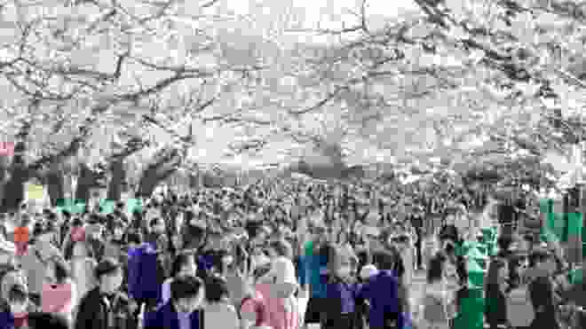 「ウイルスに関係なく桜は咲く」花見宴会自粛要請の中、各地でマスク付け散策