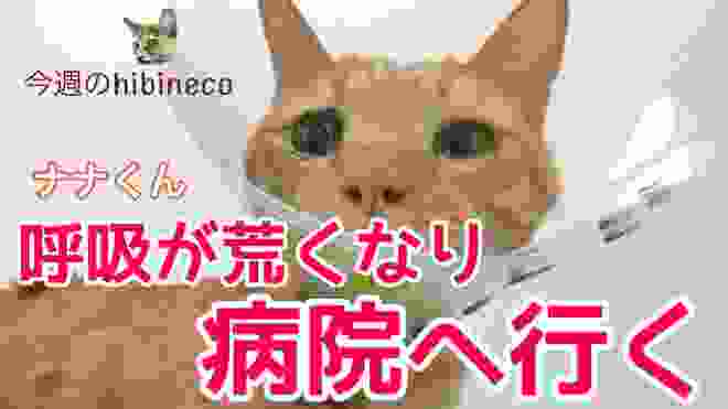【日常】今週のhibinecoシェルター／【保護猫】チコリちゃんのトライアル／ナナくん病院へ行く